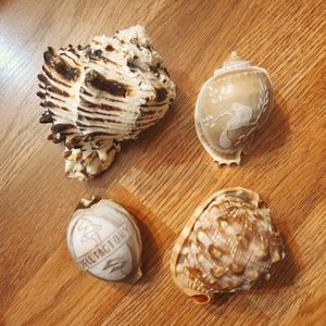 Assorted Vintage Seashells Set of 4 Collectibles 2 Carved Shells
